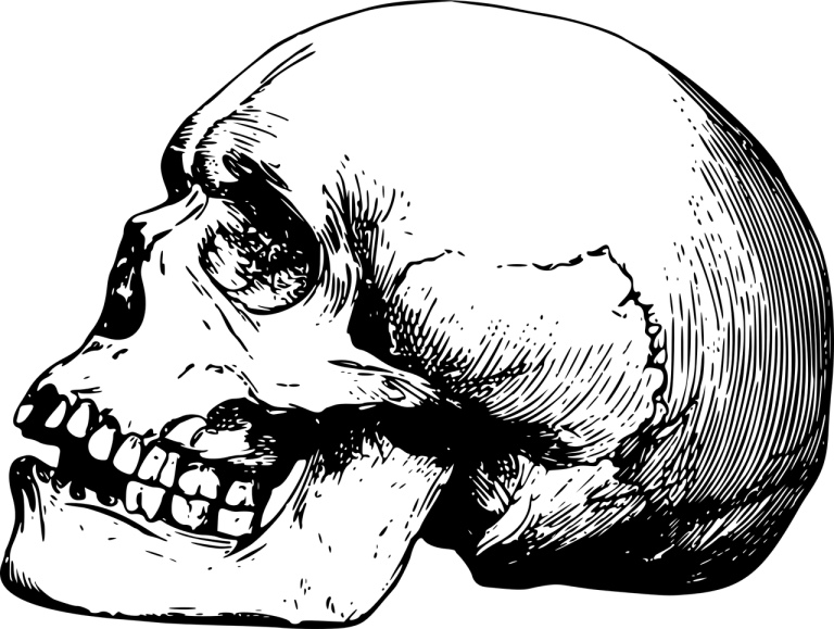 Skeleton skull graphic